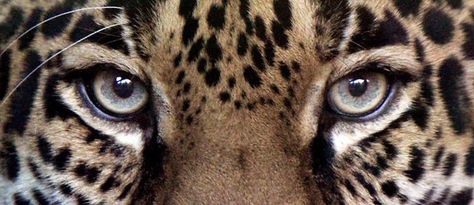 Eye Icon, App Ikon, Wallpaper Laptop, Leopards, Laptop Wallpaper, Big Cats, Cheetah Print, Girly Things, Feline