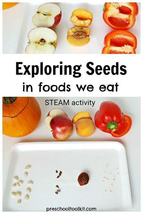 Exploring seeds in foods we eat preschool activity #healthandfitnesstheme #preschool #earlylearning #pre-k, #preschoolscience #homeschoolpreschool #preschoolSTEAM #STEAM #gardeningtheme #foodtheme Science Activity For Preschoolers, Seeds Preschool, Preschool Food, Steam Activity, Preschool Garden, Activity For Preschoolers, Plant Activities, Preschool Science Activities, Nutrition Activities