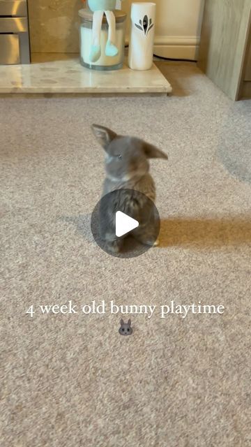 PoppyLops on Instagram: "Wait til the end!! Super cute 🐰🐰 #bunny #minilop #babybunnies #bunny #cute #love #funny #happy" Mini Lop Bunny, Rabbit Cages Outdoor, Funny Rabbits, Rabbits Cute, Mini Lop Bunnies, Lop Bunnies, Funny Bunny Videos, Baby Rabbits, Holland Lop Bunnies