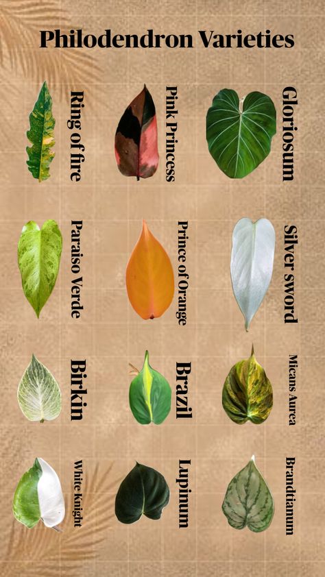 Philodendron Varieties, Indoor Plants Diy, Philodendron Plant, Household Plants, Plant Care Houseplant, Inside Plants, Growing Plants Indoors, Plant Decor Indoor, Plant Identification