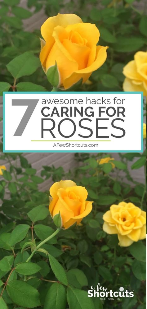 Growing Roses For Beginners, Knock Out Roses Care, How To Care For Roses, Roses Not Blooming, Caring For Roses, Rose Landscape, Roses Garden Care, Gardening Table, Gardening Beds