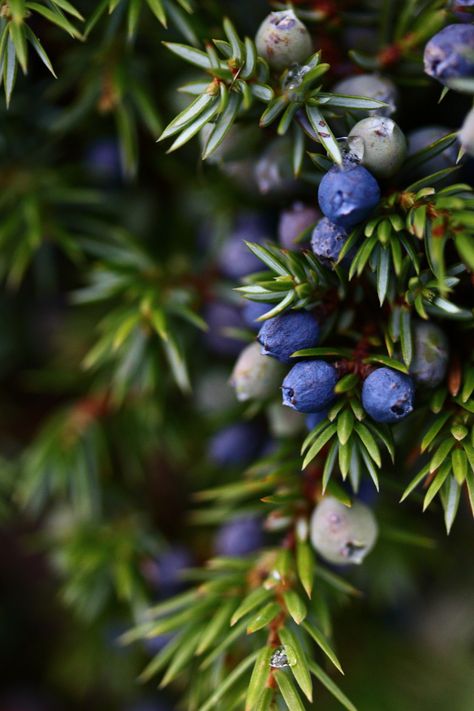 Winter Berry Aesthetic, Midwinter Aesthetic, Cedar Berries, Witchcraft Runes, Juniper Color, Real Witchcraft, Berries Photography, Berries Wallpaper, Winter Fruits