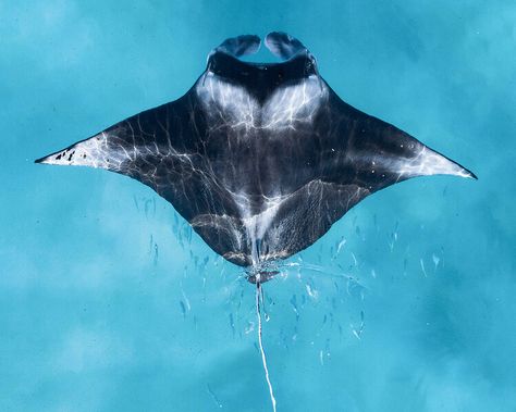 See this award-winning shot of a reef manta ray taken by a drone Manta Ray Pictures, Reef Manta Ray, Cardboard Manta Ray, Sting Ray Tattoo Design, Oceanic Manta Ray, Pressure Oc, Crocodile Pictures, Sea Turtle Species, Giant Manta