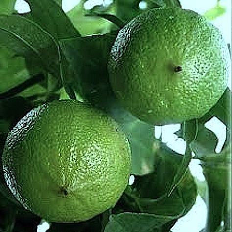 THE POWER OF BERGAMOT Tattoo Plant, Lemon Uses, Happy Farm, Citrus Aurantifolia, Bergamot Essential Oil, Bergamot Oil, Apple Seeds, Citrus Trees, Tree Seeds