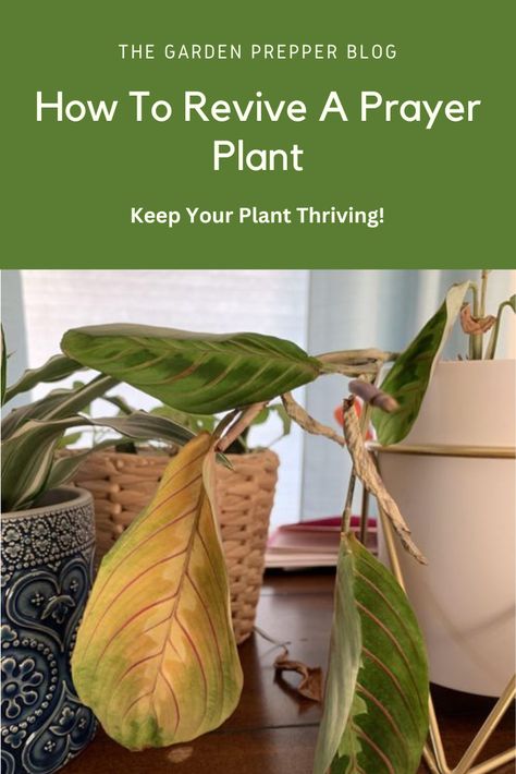 how to revive a prayer plant Red Maranta Prayer Plant, Red Maranta, Maranta Plant, Gardening Notes, Prayer Plant Care, Plants Care, Indoor Houseplants, Lucky Plant, Plant Care Houseplant