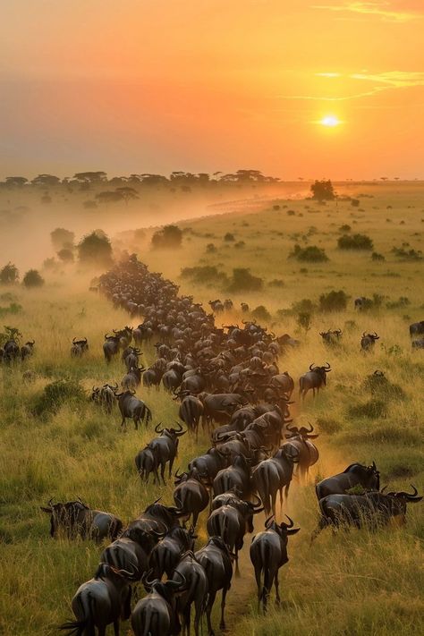 "Experience the awe-inspiring Serengeti Migration, nature's greatest show! 🌍🐾 Witness millions of wildebeest and zebras on their incredible journey across the plains. 🦓🦁 #SerengetiMigration #Nature #Wildlife" Great Migration Serengeti, Migration Animals, Africa Collage, Madagascar Wildlife, Animal Migration, Wildebeest Migration, Africa Nature, Serengeti Tanzania, Africa Painting