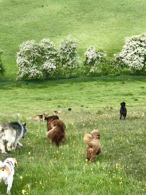 Dogs Running, Dog Running, Dog Runs, Dogs