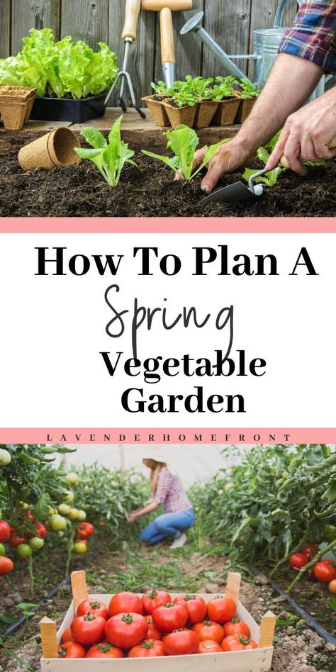 Spring is right around the corner, and, although we are currently battling through the harsh winter weather, now is the time to start planning for your spring vegetable garden! If this is your first year gardening, there are a ton of factors to consider, from what grows best in your area, to when you should start planting. Here are just a few tips to help you get started! #vegetablegardening #gardeningtips #homesteading #spring Gardening Gloves, Free Garden Planner, Spring Vegetable Garden, Garden Rake, Garden Planner, Spring Plants, Spring Vegetables, Root Vegetables, Small Farm