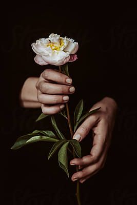 Hand Holding Something, Flower On White Background, Hands Holding Flowers, Protea Flower, Hand Photography, Hand Drawing Reference, Hand Photo, Hand Flowers, Hand Reference