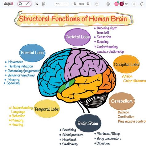 Structural Functions of Human Brain

#StructuralFunctions #BRAINWAVES #Brain #HumanBrain #LeftBrain #RightBrain #UXUIDesign #BrainArmstrong #Design #Education #Learn #Braintypes
 
https://pub.dojoit.com/LJFC86y1/Structural-Functions-of-Human-Brain

#dojoit #onlinewhiteboard

Did you find it amusing? 🤔. Save and Share it. The Brain Psychology Notes, Lobes Of The Brain And Function, Part Of Brain And Function, The Human Brain Anatomy, Brain Structure And Functions, Brain Functions Diagram, Parts Of The Brain And Its Function, Brain Function Chart, Psychology Brain Structure