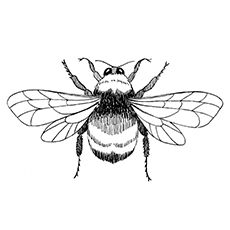 Coloring Sheet of Red Tailed Bumblebee Bee Wings Drawing, Bumble Bee Illustration, Bee Outline, Ladybug Coloring Page, Vancouver Tattoo, Bee Wings, Bee Images, Bee Coloring Pages, Bee Illustration