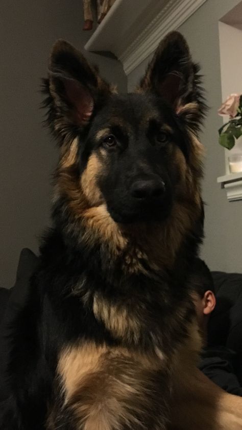 German Shepherd Princeton Cute Dog German Shepherd, Pretty German Shepherds, Cute Dog Wallpaper German Shepherds, German Shepherd Dogs Aesthetic, Cute Dogs German Shepherds, Man With German Shepherd, Cute German Shepherd Aesthetic, Sherman Shepherd Dogs, Dog Aesthetic German Shepherd