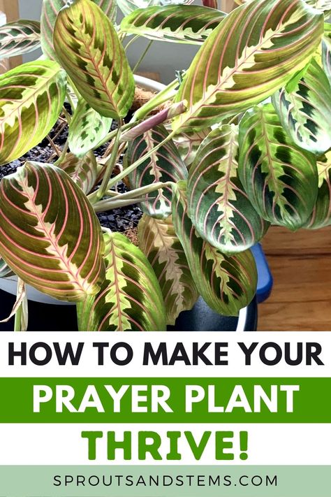 Prayer Plant Care, Inside House Plants, Calathea Plant, Household Plants, Plant Care Houseplant, Hanging Plants Indoor, Prayer Plant, Indoor Plant Care, Inside Plants