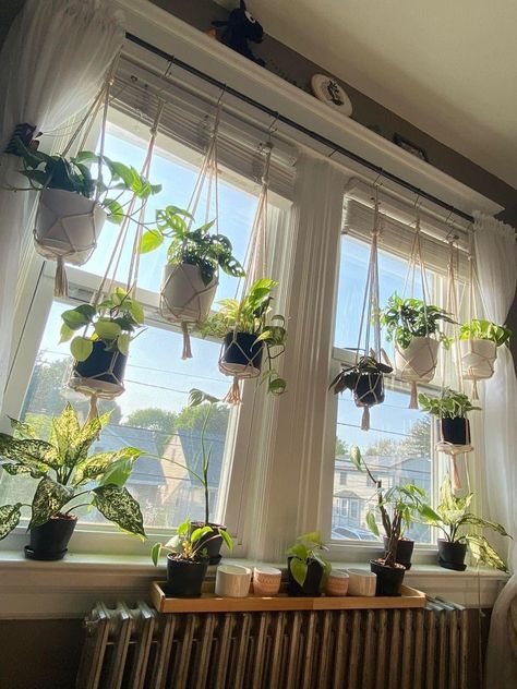 Hanging Plants Indoor Shelf, Hanging Window Plants Indoor, Big Window Plant Shelf, Shelves For Plants Indoor Window, Window Shelves For Plants Bedroom, Plant Shelf Across Window, Indoor Plant Window Ideas, Hanging Plants In Window Ideas, Window Sill Garden Indoor