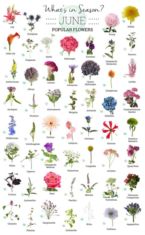 List Of Flowers With Pictures, Types Of Pretty Flowers, Best Flowers For June Wedding, Wedding Flower Season Chart, June Flowers For Wedding, June Wedding Flower Arrangements, Florist Flower Guide, Flower Season Chart, June Seasonal Flowers