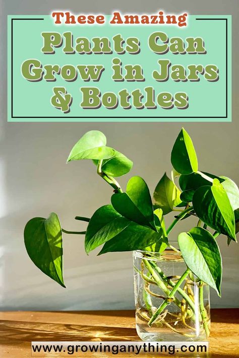 These Amazing 22 Plants Can Grow in Jars & Bottles 2024 Water Jar Plants, Growing Plants In Glass Jars, Growing Plants In Glass Bottles, Indoor Plants In Glass Jars, Grow Plants In Water Jars, Mason Jar Plants Diy, Plants In Glass Jars, Mason Jar Plants, Glass Jars Diy