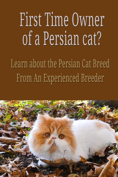 First Time Owner of a Persian cat? Learn about the Persian cat breed from an experienced breeder: facts, tips and recommendations. #persiancatkitty #catowner #meowpassion #kittencare Persian Cat Haircut, Persian Cat Kitten, Persian Cats, Persian Cat Care Tips, Persian Cat Food, Persian Cat Room Guardian, Cat Breeds Hypoallergenic, First Time Cat Owner, Teacup Persian Cats