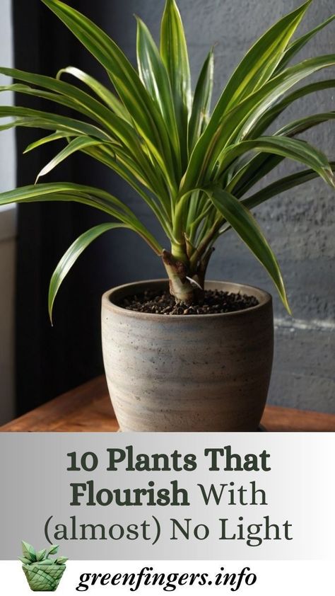 From Bathrooms To Basements, These 10 Houseplants Flourish In Low-Light Conditions. Bathroom Plant No Sunlight, Best Bathroom Plants No Light, Plants That Survive With No Light, No Light Bathroom Plants, Very Low Light House Plants, Low Light Plants Indoor Bathroom, House With Plants Aesthetic, Light For Plants Indoor, Plants No Light