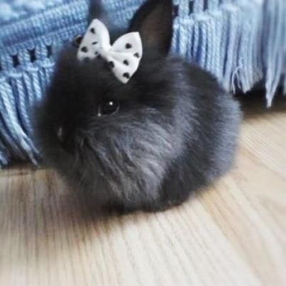 Little Black Bunny Mini Bunny, Black Rabbit, Bunny Bunny, Söt Katt, Bunny Pictures, Baby Bunnies, Cute Animal Pictures, Angkor