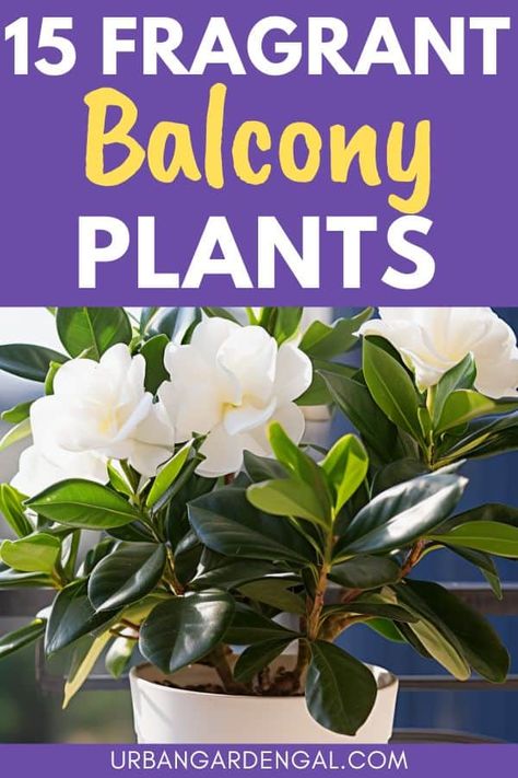 Indoor Plants Bedroom, Beautiful Balcony, Indoor Flowering Plants, Smelling Flowers, Jasmine Plant, Balcony Flowers, Fragrant Garden, Plant Care Houseplant, Balcony Plants