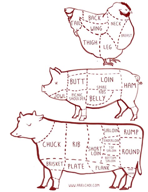 cow, pig, chicken butcher diagram chart illustration |illustration by Ariel choi Meat Cuts Chart, Beef Cuts Chart, Butcher Diagram, Cow Pig Chicken, Butcher's Cut, Meat Shop, Diagram Chart, Cattle Farming, Butcher Shop