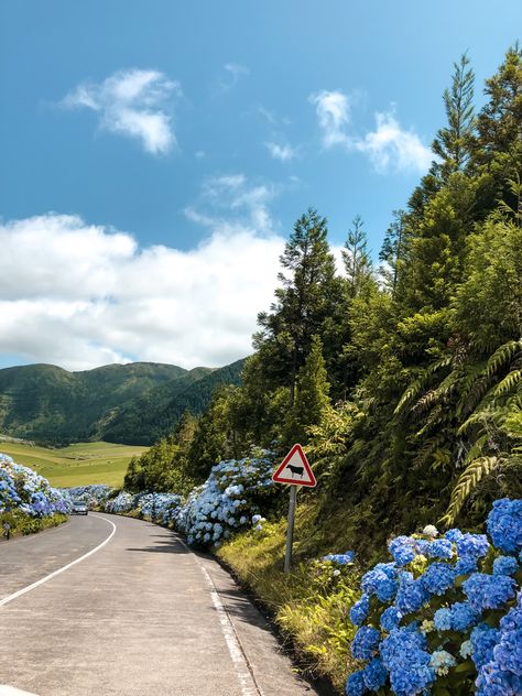 Portugal #travel #portugal #hydrangea #pontadelgada Azores Portugal Aesthetic, Azores Islands Aesthetic, Azores Aesthetic, Azores Islands Hydrangeas, Portugal Landscape, Portugal Scenery, Azores Terceira Portugal, Madeira Flowers Portugal, Faial Azores