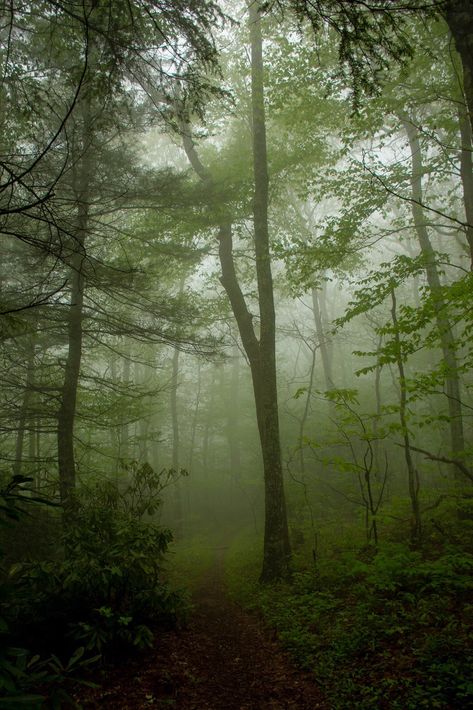 Cloudy day - Appalachian Mountains, North Carolina | Flickr Appalation Mountains, North Carolina Gothic, Appalachian Mountains Creepy, Appalachian Mountains Aesthetic, Appalachian Gothic Aesthetic, Appalachian Aesthetic, Appalachian Forest, Appalachia Aesthetic, North Carolina Aesthetic