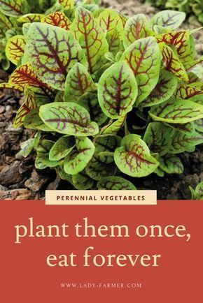 Vegetable Garden Planner, Perennial Vegetables, Organic Vegetable Garden, Garden Planner, Garden Veggies, Veg Garden, Home Vegetable Garden, Organic Gardening Tips, Soil Health