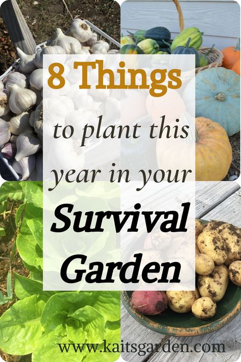 8 Things to Plant this Year in Your Survival Garden / Gardening / Emergency Preparedness / Becoming More Self Sufficient / Homesteading / www.kaitsgarden.com Navidad Aesthetic, Survival Garden, Spring Gardening, Vegetable Garden Diy, Homestead Gardens, Blooming Garden, Navidad Ideas, Gardening Hacks, Survival Gardening