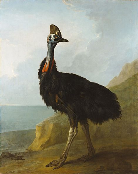 Jean-Baptiste Oudry, Cassowary, 1745 John James Audubon, Wildlife Artists, Fleece Blankets, Jean Baptiste, Oil Painting Reproductions, Handmade Oil, Painting Reproductions, Paper Artist, French Art