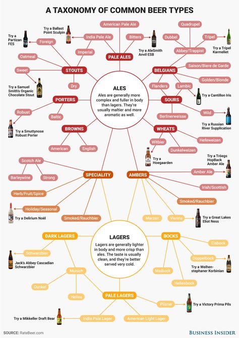 Everything you need to know about beer - Business Insider Bartending Ideas, Beer Chart, Beer Knowledge, Wine Infographic, Beer Facts, Different Types Of Beer, Healthy Person, Beer Types, Types Of Beer