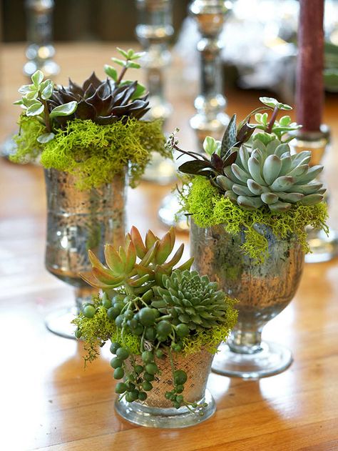 Glitzy Old Glasses: If your old, decorative glasses aren't holding water anymore, have them hold plants such as drooping string of pearls, reindeer moss, and miniature succulents. Cheap Wedding Flowers, نب�اتات منزلية, Succulent Centerpieces, Deco Nature, Succulent Gardening, Succulent Wedding, Succulents In Containers, Succulent Arrangements, Cactus Y Suculentas