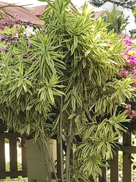 Song Of India Plant, Dracaena Reflexa, Indoor Flowering Plants, Specimen Trees, Floor Plants, House Plant Care, House Plants Indoor, Foliage Plants, Plant Design