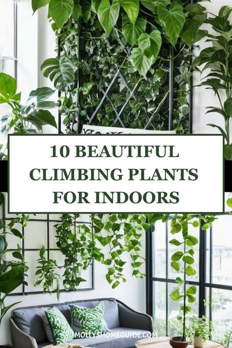 Discover the best indoor climbing plants to bring a touch of nature inside your home. Whether you're looking for unique indoor vines or the top climbing plant support options, we've got you covered! Create trellis inspirations for indoor plants with moss poles and find out how to care for Philodendron plants indoors. Embrace the beauty of indoor vining plants with our curated collection of plant supports for climbers. Elevate your space with these stunning green additions that will thrive in you Support For Climbing Plants, Indoor Plant Enclosure, Cascading Indoor Plants, Vining Indoor Plants, Climbing Indoor Plants, Indoor Climbing Plants Ideas, Vine Plants Indoor Climbing, Indoor Trellis Ideas, Vining House Plants