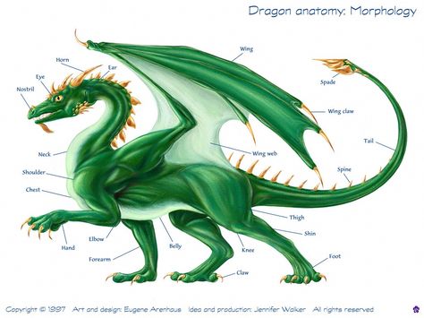 Dragon Anatomy, Types Of Dragons, Yin Yang Tattoos, Dragon Images, Dragon Rider, Legendary Creature, Dragon Pictures, Dragon Wings, Green Dragon