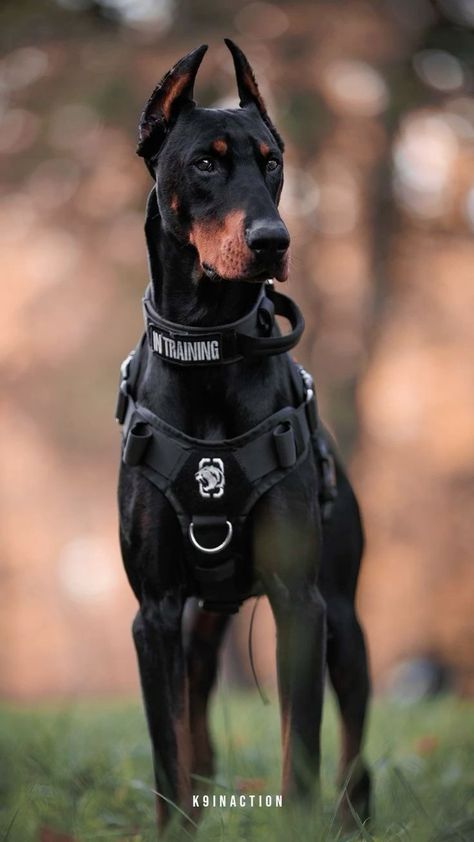 Perro Doberman Pinscher, Black Doberman, Guard Dog Breeds, Kangal Dog, Smartest Dog Breeds, Doberman Pinscher Dog, Scary Dogs, Doberman Puppy, Guard Dog