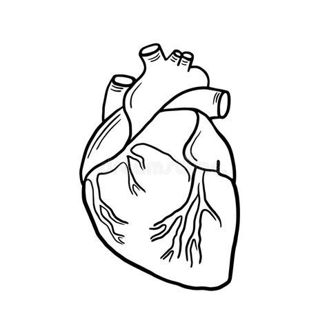 Anatomical Heart. Vector Linear Illustration Of A Heart. Anatomical Illustration. Freehand Drawing In Cartoon Style Stock Illustration - Illustration of cardiology, human: 173057191 Anatomical Heart Coloring Pages, Heart Drawing Easy Human, Anatomical Heart Silhouette, Drawing Human Heart, Anatomical Heart Clipart, Anatomical Heart Design, How To Draw An Anatomical Heart, The Heart Drawing, Human Heart Doodle