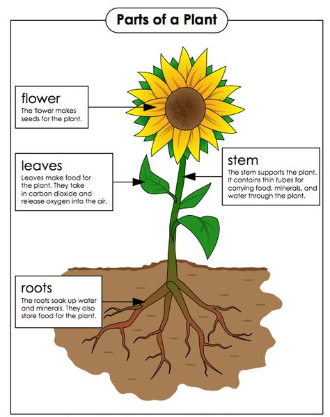 Parts of a plant and their functions – Fourth grade Plants Lesson Plans, Plant Lessons, Plants Worksheets, Flower Structure, Plants Unit, Plant Activities, Plant Structure, Super Teacher, Plant Life Cycle