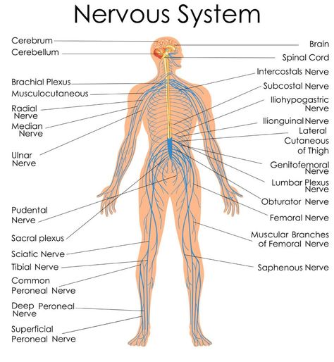 By training, eating and supplementing your nervous system for optimized power and speed, you can build an impressive body that also contains the muscle machinery necessary for amazing quality of life and function, rather than big, bulky muscle that requires excessive energy to carry and cool, and excessive antioxidants to repair.   AT Human Body Organs Anatomy, Education Chart, Nervous System Diagram, Human Body Diagram, Nervous System Anatomy, Human Nervous System, Human Body Organs, Body Diagram, Peripheral Nervous System