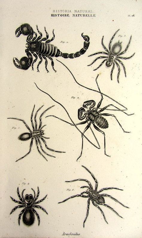 Spider Web Drawing, Tato Tradisional, Spider Illustration, Engraving Tattoo, Vintage Spider, Insect Tattoo, Antique Illustration, Insect Art, Different Species