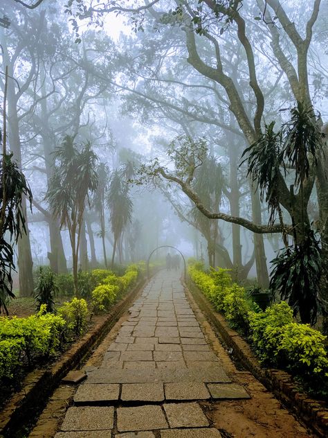 gray pathway between trees photo – Free Nandi hills Image on Unsplash Nandi Hills Bangalore, Nandi Hills, Bangalore City, City Life Photography, Photoshop Digital Background, Cb Background, Blur Photo Background, Background Images For Editing, Woods Photography