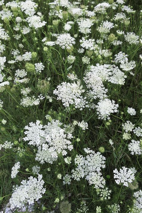 Easy Garden Ideas Landscaping, Daucus Carota, Garden Shrubs, Moon Garden, Low Maintenance Garden, White Garden, Flower Landscape, Hardy Plants, Easy Plants