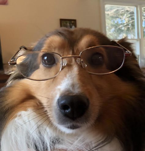 Heres a picture of my dog wearing reading glasses Dog With Glasses Pfp, Dogs In Sunglasses, Rohan Core, Dog With Glasses Funny, Dog Pfps, Funny Glasses Pictures, Dog Wearing Glasses, Dog Glasses, Dog With Glasses