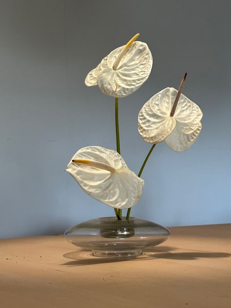 Ikebana Anthurium, White Ikebana Arrangements, Flower Frog Wedding Centerpiece, Frog Pin Arrangement, White Anthurium Arrangement, Floral Frog, Flower Frog Arrangement, Anthurium Arrangement, Giant Flowers Diy