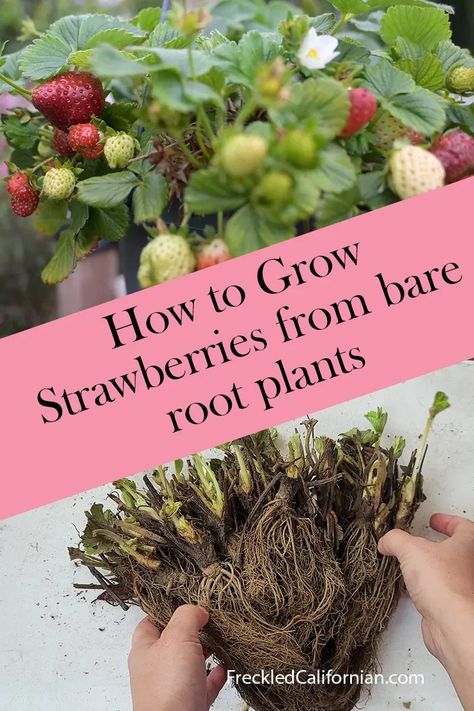 Planting Strawberry Roots, Strawberry Plants Growing, Strawberry Patch Ideas, Strawberry Planting Ideas, When To Plant Strawberries, How To Grow Strawberries, California Gardening, Strawberries In Containers, Root Plants