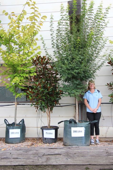 These trees have reached the maximum size for their containers Potted Trees Patio, Trees In Pots, Growing Trees, Patio Trees, Backyard Trees, Privacy Plants, Tree Planters, Potted Plants Outdoor, Outdoor Trees