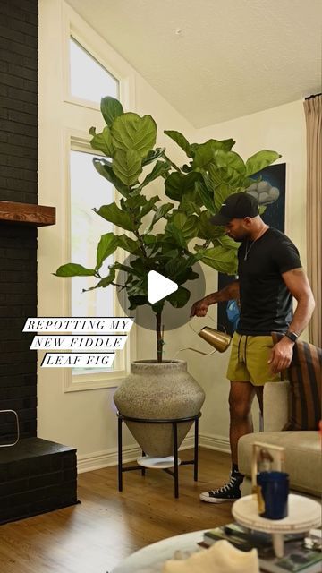 Demetrius on Instagram: "New Fiddle Leaf Fig, who dis?👀🍃

Plant: @loweshomeimprovement
Planter: @westelm
Watering Can: @kohls

*Everything is linked in my LTK shop which can be found linked in my bio.* #FiddleLeafFfig #kohlsfinds #westelm" Fiddle Leaf Plant Living Rooms, Fiddle Leaf Tree In Living Room, Fiddle Leaf Fig Aesthetic, Fiddle Leaf Tree Decor, Fiddle Leaf Tree Propagation, Fiddle Leaf Tree Living Room, Repotting Fiddle Leaf Fig Tree, Fiddle Leaf Plant, How To Propagate Fiddle Leaf Fig