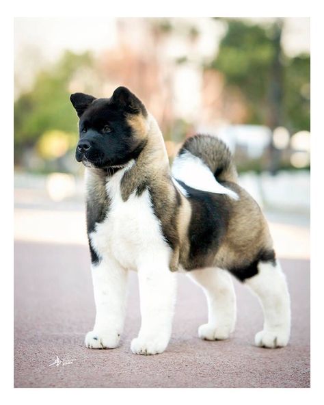 Think I may have more chance persuading the other half to get an Akita... Just gorgeous! Akita, Shiba Inu, Ras Anjing, Akita Puppies, Cele Mai Drăguțe Animale, Psy I Szczenięta, Akita Dog, White Dog, 웃긴 사진