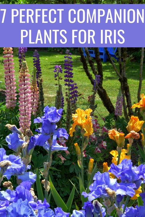 Iris Companion Plants Beds, Iris In Garden Bed, What To Plant With Iris Flowers Garden, Planting Iris In Spring, Daylily Companion Plants, Iris Flower Garden Ideas, Iris Border Garden, Bearded Iris Companion Plants, Peonies And Iris Garden