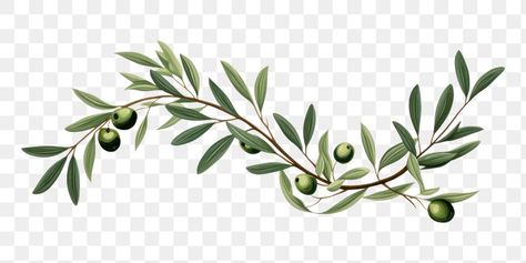 Olive Tree Branch, Plant Herbs, Olive Plant, Branch With Leaves, Olive Recipes, Salmon Pasta, Tree Png, Olive Leaf, Olive Branch